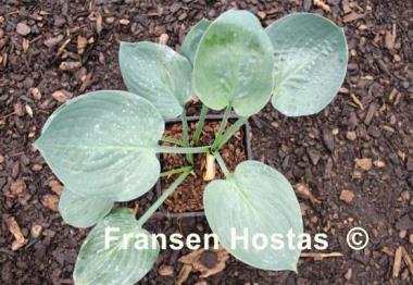 Hosta Waukon the Moon