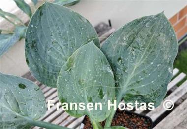 Hosta Waukon the Moon
