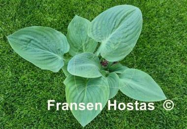 Hosta Waukon the Moon