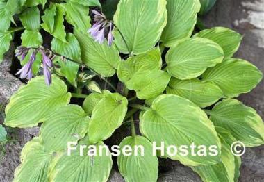 Hosta Wave Runner