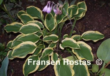 Hosta Waving Winds