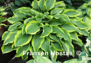 Hosta Waving Winds
