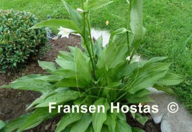 Hosta Weihenstephan