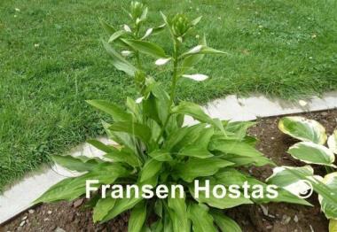 Hosta Weihenstephan