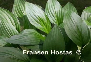 Hosta Weihenstephan