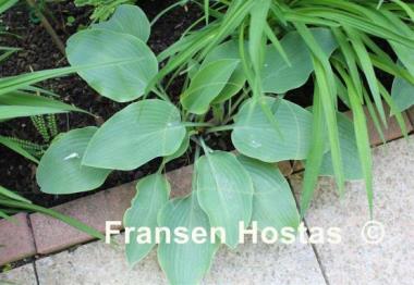 Hosta Weser