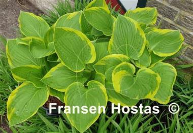 Hosta Whatever