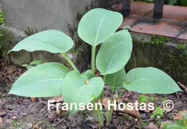 Hosta Wheaton Blue