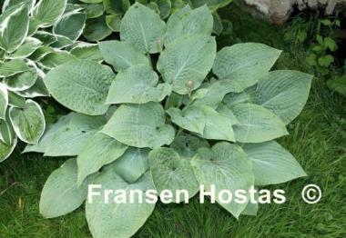 Hosta Wheaton Blue