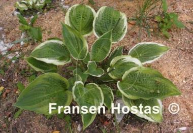 Hosta Wheaton Thunder