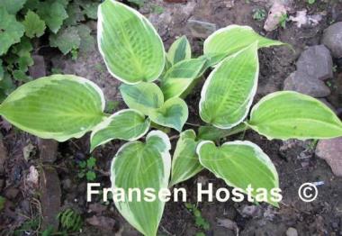 Hosta Wheaton Thunder