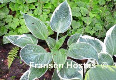 Hosta Wheaton Thunder