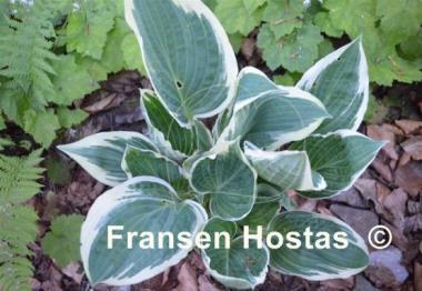 Hosta Wheaton Thunder