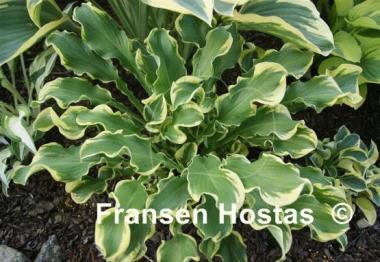 Hosta Wheee!