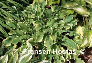 Hosta Wheee!