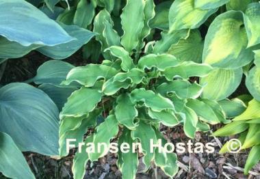 Hosta Wheee!