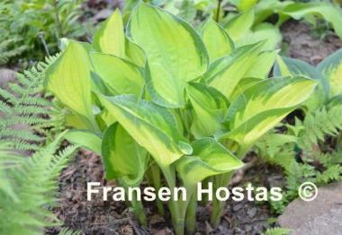 Hosta Whirligig