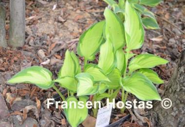 Hosta Whirligig