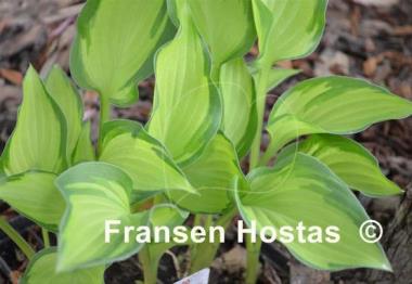 Hosta Whirligig