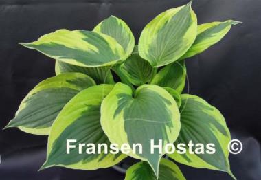 Hosta Whirling Dervish