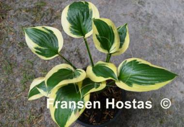 Hosta Whirling Dervish