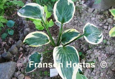 Hosta Whirling Dervish