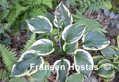 Hosta Whirling Dervish
