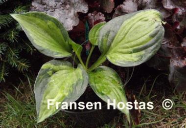 Hosta Whirlwind Tour