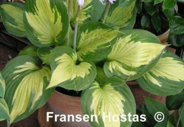 Hosta Whirlwind Tour