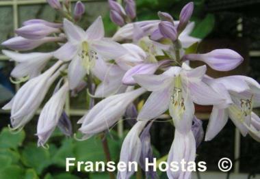 Hosta Whirlwind Tour