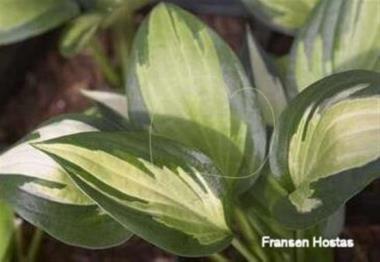 Hosta Whirlwind Tour