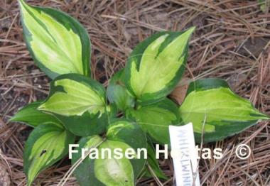 Hosta Whirlwind Tour