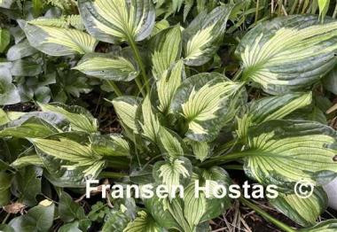 Hosta Whirlwind