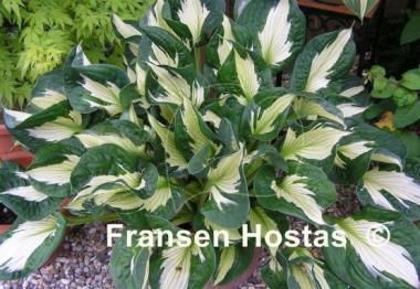 Hosta Whirlwind