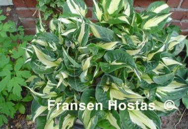 Hosta Whirlwind
