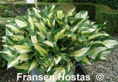 Hosta Whirlwind