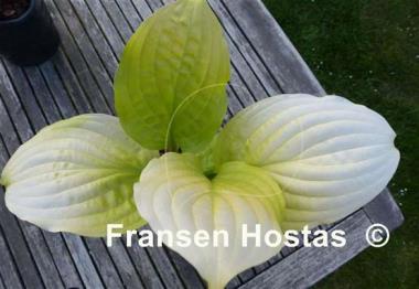 Hosta Whiskey Sour