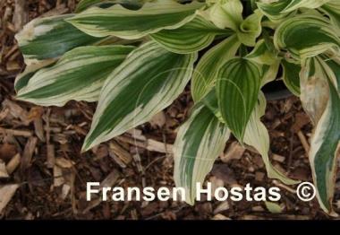 Hosta White Beauty