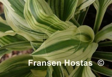 Hosta White Beauty