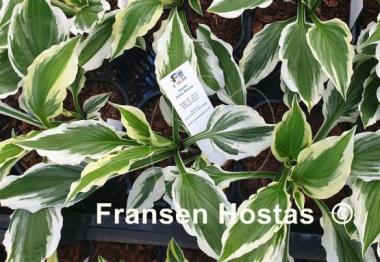 Hosta White Beauty