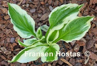 Hosta White Beauty
