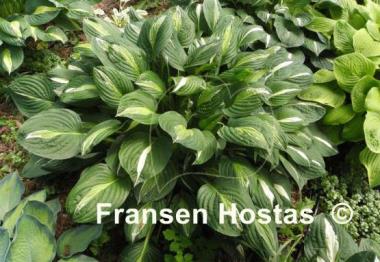 Hosta White Bikini