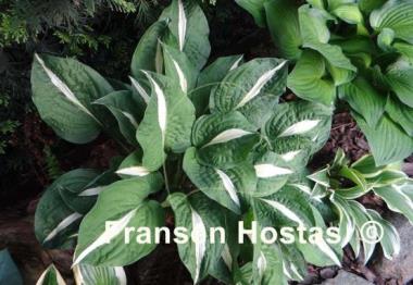 Hosta White Bikini