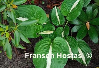 Hosta White Bikini