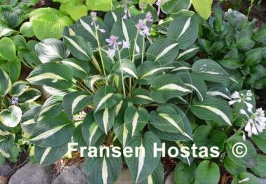 Hosta White Bikini