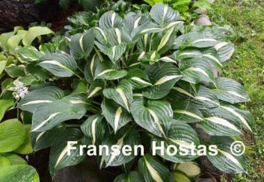 Hosta White Bikini