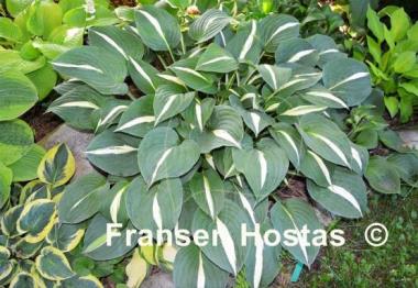 Hosta White Bikini