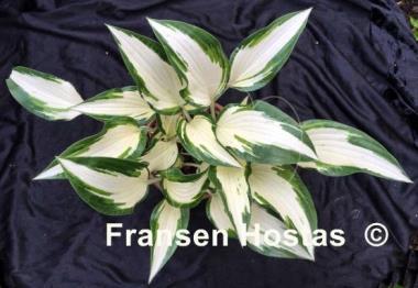 Hosta White Christmas