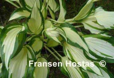 Hosta White Christmas