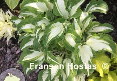Hosta White Christmas